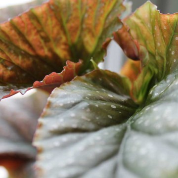 curiosità: Begonia l’escargot
