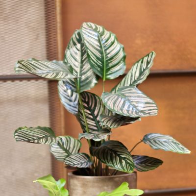 Calathea