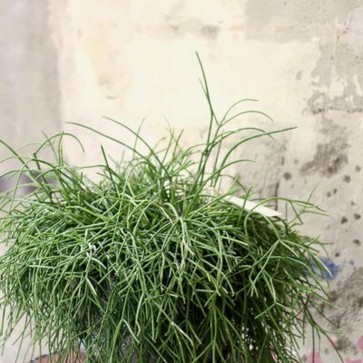 Rhipsalis