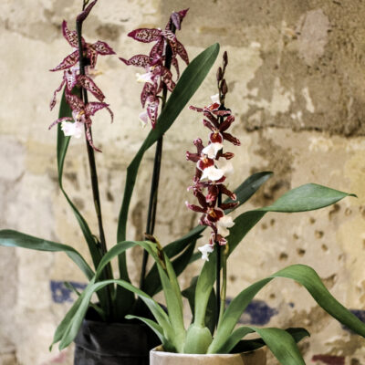 Orchidea Cambria