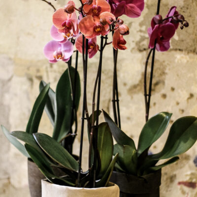 Phalaenopsis Orchid